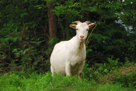 波尔山羊养殖技术，不同的季节的喂养方式不同 - 农敢网