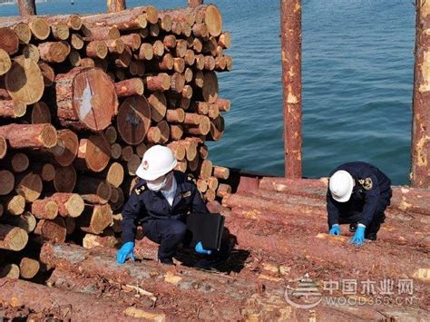 大连长兴岛海关助力进口原木快速通关-中国木业网
