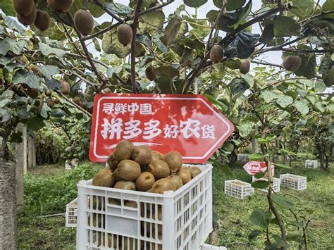 种下猕猴桃结出“致富果”，“超级农货节”助力周至特产飞向千万家——人民政协网