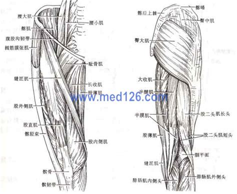 下肢肌肉解剖图图片