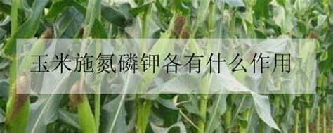 玉米施氮磷钾各有什么作用-农百科