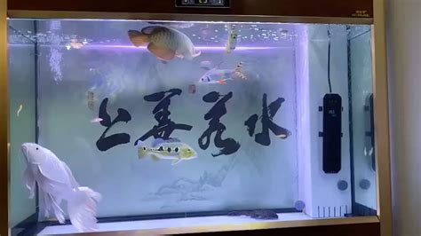 聊城水族馆龙鱼 - 泰国雪鲫鱼 - 广州观赏鱼批发市场