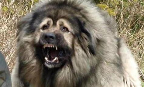 高加索犬世界上最大的狗被称为犬中之王图 – 森梦宠物爱护网