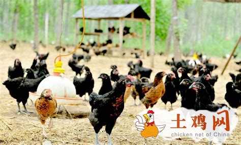 想要成为建立一个成功的养鸡场，必须把握好方向、掌握饲养管理技术并建立科学的管理体系_土鸡网