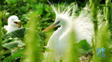 黄渤海候鸟栖息地——中国首个湿地遗产的价值-盐城新闻网