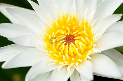 一朵莲花图片