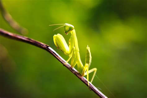 世界上有多少种螳螂(世界上最常见的螳螂)_金纳莱网
