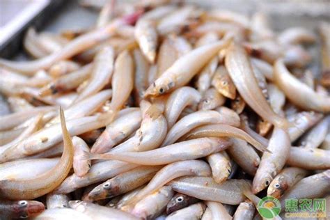 沙丁鱼新鲜湛江海捕深海鱼冷冻速冻冰鲜海鲜水产沙钻鱼天然沙梭鱼-阿里巴巴