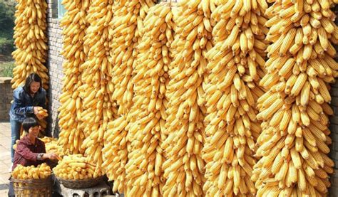 2020年6月玉米市场供需形势分析：国内玉米价格持续上涨-中商情报网