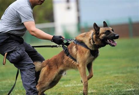 开屏新闻-“电诈”工具可以嗅！昆明警方金牌警犬训导员和他的“公务汪”战友