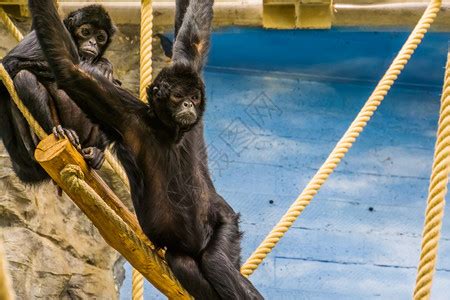 攀登人科猴典型的动物行为来自亚洲的濒危动物种群种在一条绳子上攀爬高清图片下载-正版图片307867919-摄图网