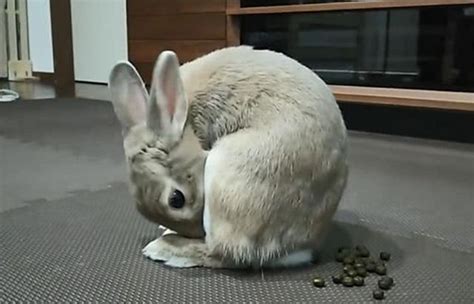 兔子怎么摸舒服（兔子有自己的肢体语言，能传达信息，兔子伸腿趴着表示什么呢） | 说明书网