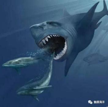 巨齿鲨VS梅尔维尔鲸,到底谁才是史前海洋霸主-(巨齿鲨的天敌Vs梅尔维尔鲸)-海诗网