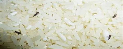 米生虫了怎么办---米生虫后简单有效的方法_360新知