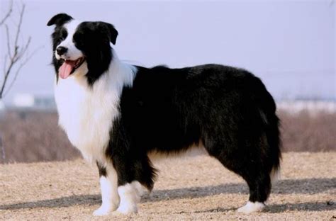德国牧羊犬图片第6170张_德国牧羊犬图片 - 中国名犬网