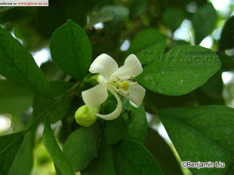 千里香Murraya paniculata (L.) Jack._植物图片库_植物通