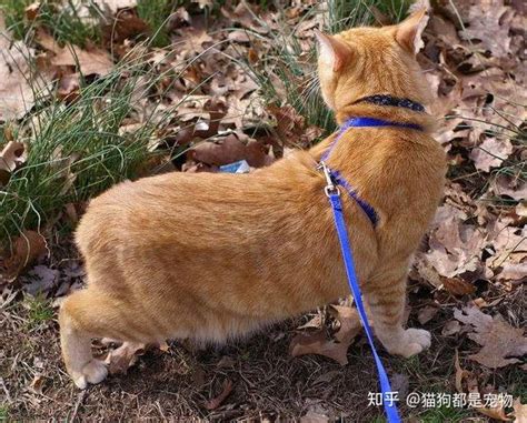 为什么说千万不要“抓猫尾巴”？看完这些才知道，对猫的伤害很大_猫咪