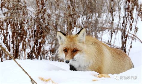 新疆阿克苏发现8只赤狐，母狐捕鼠卡在洞里，金雕瞬间将其抓走 - 知乎