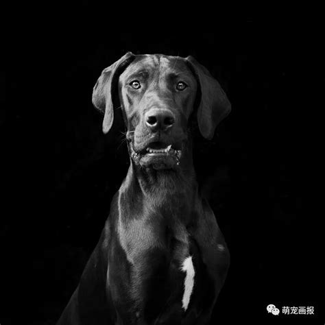 全黑的狗狗 中华田园犬中的黑珍珠！|田园|狗狗|全黑_新浪新闻