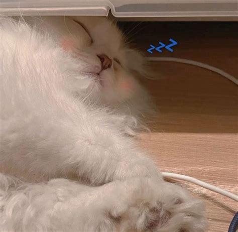 动物高清头像非主流