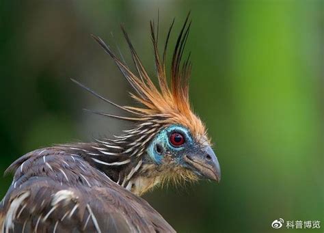 科考队南美雨林中发现“恐龙遗种”，幼时无羽毛，翅膀还长着爪子|雨林中|羽毛_新浪新闻