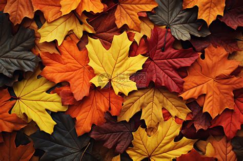 枫叶 秋季 叶子 红色 着色 光明 秋天的颜色 丰富多彩图片免费下载 - 觅知网