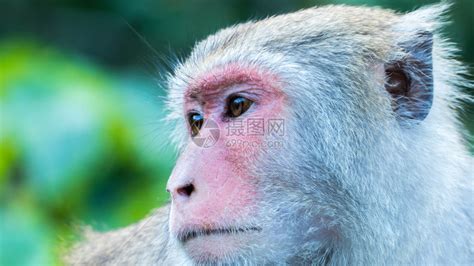 有趣的猴子灵长类动物插图插画图片下载-正版图片303345830-摄图网
