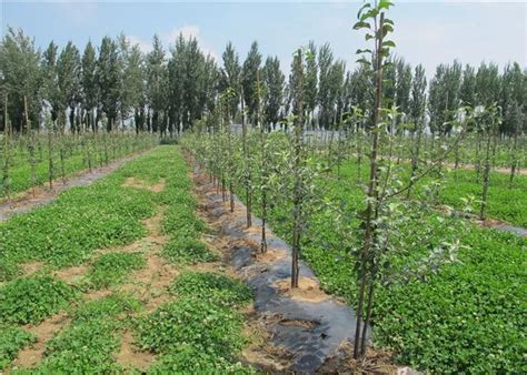 果树栽培三字经 - 果树种植技术 - 新农资360网|土壤改良|果树种植|蔬菜种植|种植示范田|品牌展播|农资微专栏