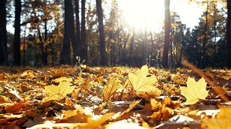 秋季白天水面落叶户外植物摄影图配图高清摄影大图-千库网