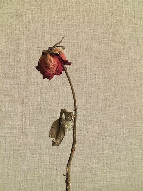 iphone 6s 拍摄枯萎的玫瑰-原创摄影作品-飞天资源论坛