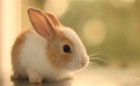 做梦梦见兔子是什么意思 做梦梦见兔子是啥意思_知秀网