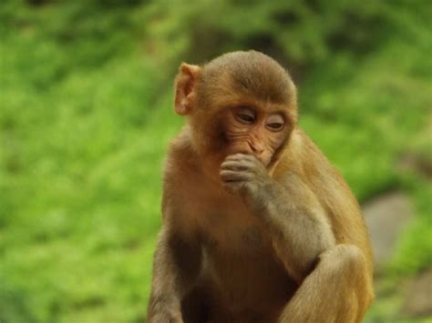 猴子母子摄影图高清摄影大图-千库网