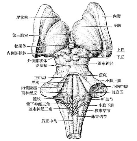 脑干结构图图片