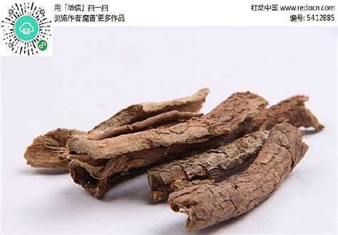 五加皮图片