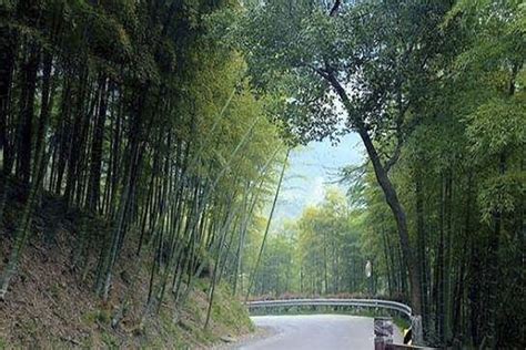 竹林里的石板路高清图片下载_红动中国