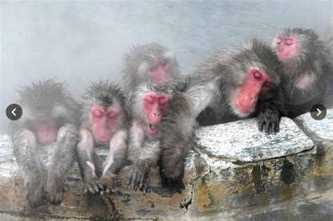 日本猕猴在温泉水中.高清摄影大图-千库网