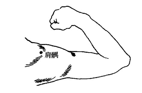 肩髃的准确位置图图片 肩髃的准确位置图图片