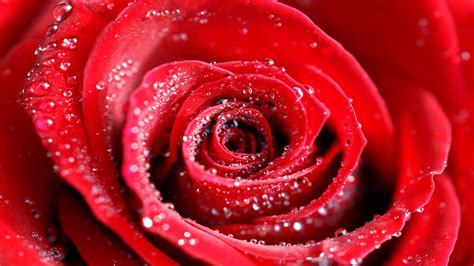 #389878 Water Drops on Red Rose 4k - Rare Gallery HD Wallpapers