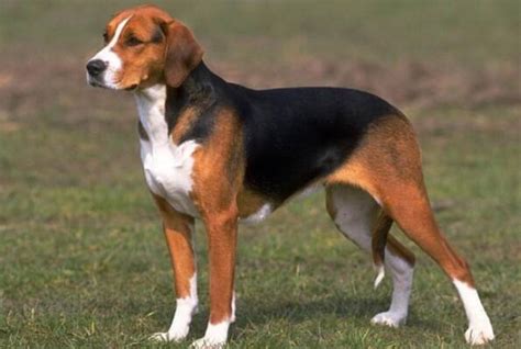 猎犬品种排名 十种最好养的狗狗-七乐剧