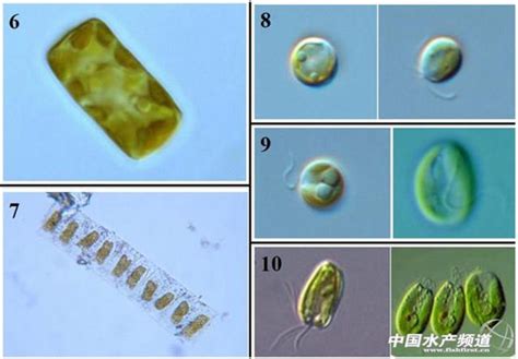 藻类在水产养殖中的应用-中国鳗鱼网