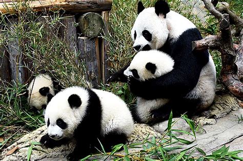 武汉动物园大熊猫叫什么名字？- 武汉本地宝