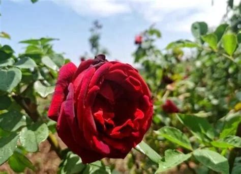 红玫瑰代表什么象征意义 花语表示的含义-植物说