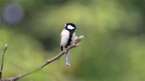 这是农村常见的好听的鸟叫声，你能认出是什么鸟吗