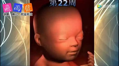 孕期胎儿成长发育过程3D动画演示！从第一周到第40周都全了_腾讯视频