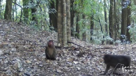 开屏新闻-满满都是幸福感！一大波短尾猴在高黎贡山林间嬉戏跳跃