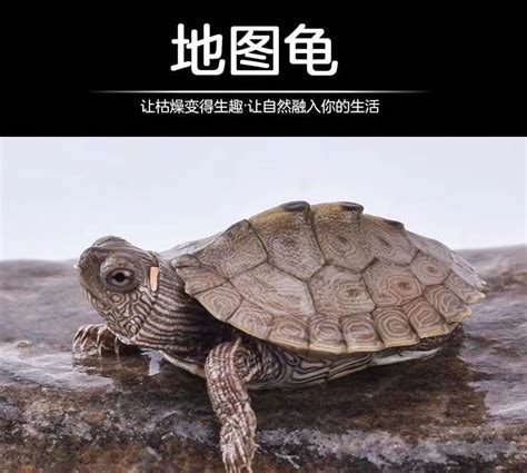 乌龟怎样分公母 辨认，怎么分辨乌龟公母？