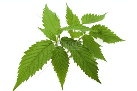 草药图片