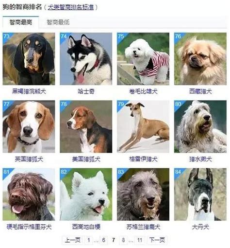 十大家养宠物犬排行榜 养什么小型犬最省心_宠物百科 - 养宠客