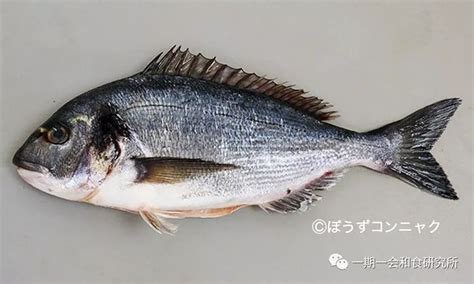 鲷鱼种类图片大全-农百科