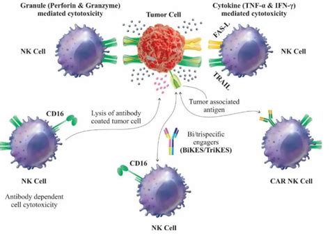 NK细胞疗法,NK细胞抗癌抗肿瘤,这些发展方向值得关注_全球肿瘤医生网